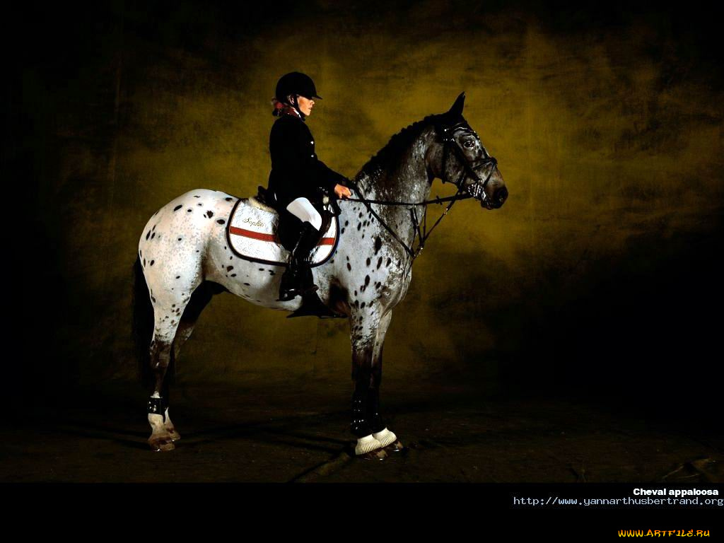 животные, лошади