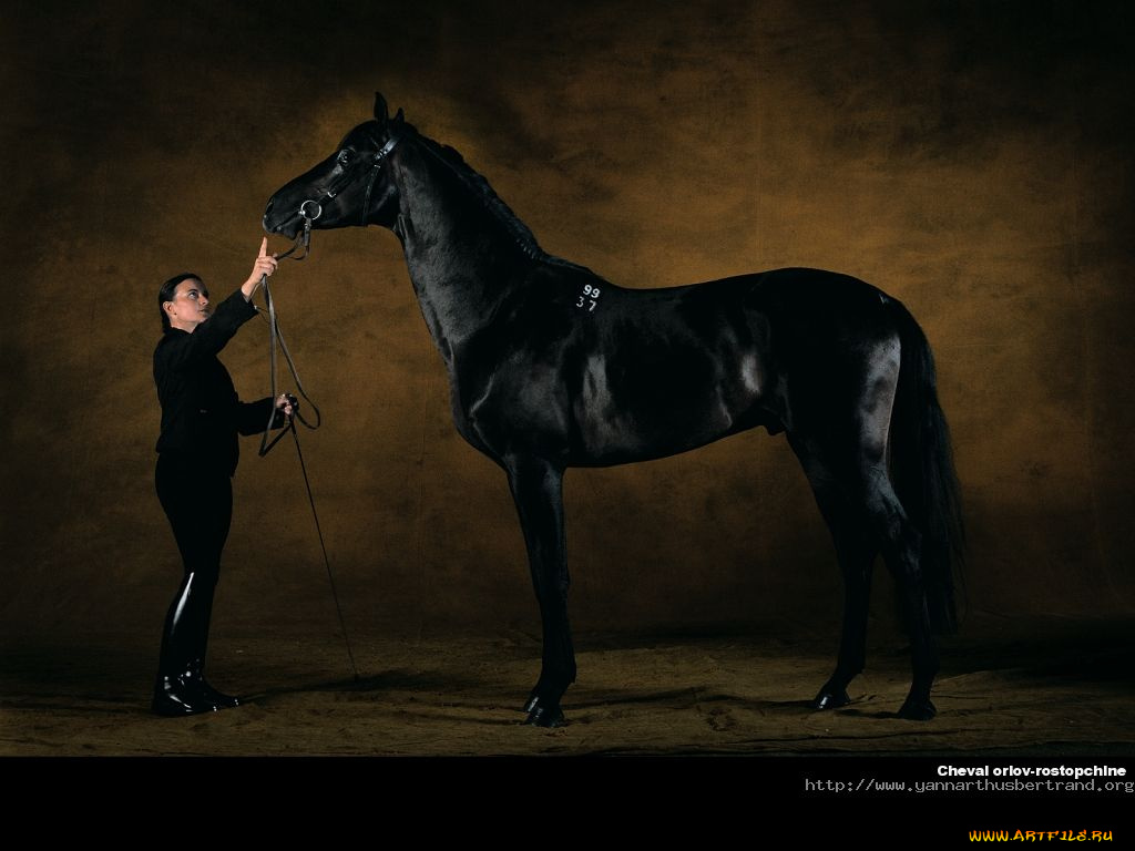 животные, лошади