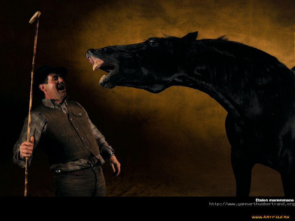 животные, лошади