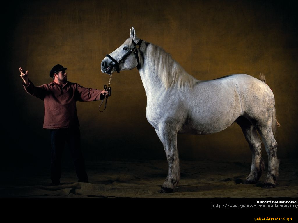 животные, лошади