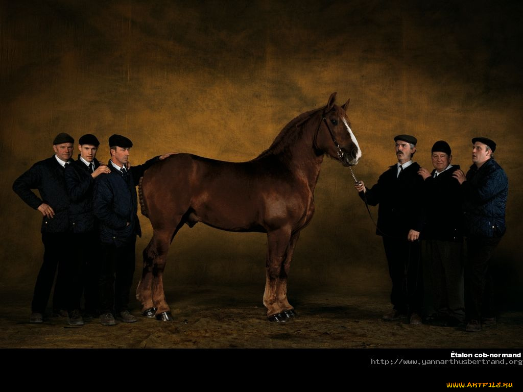 животные, лошади