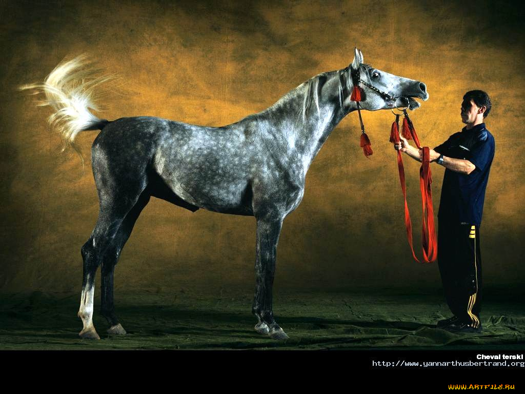 животные, лошади