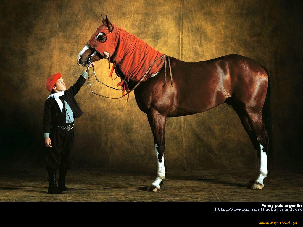 животные, лошади