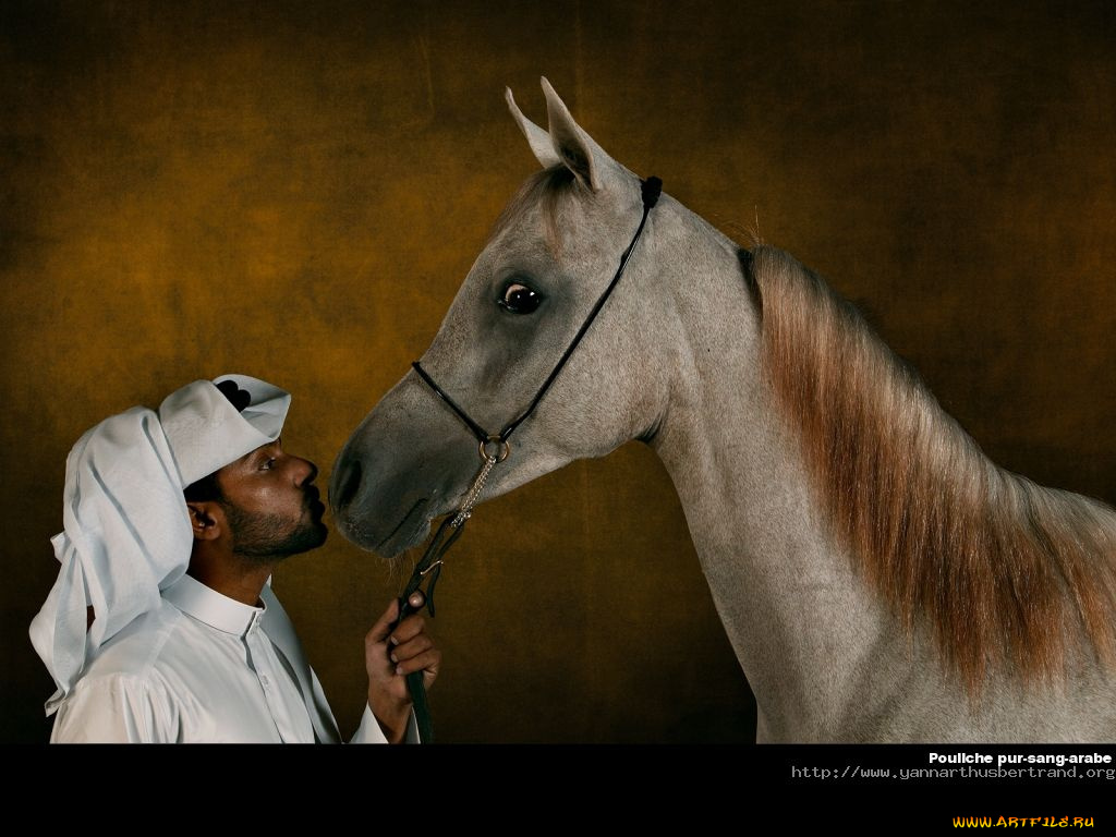 животные, лошади