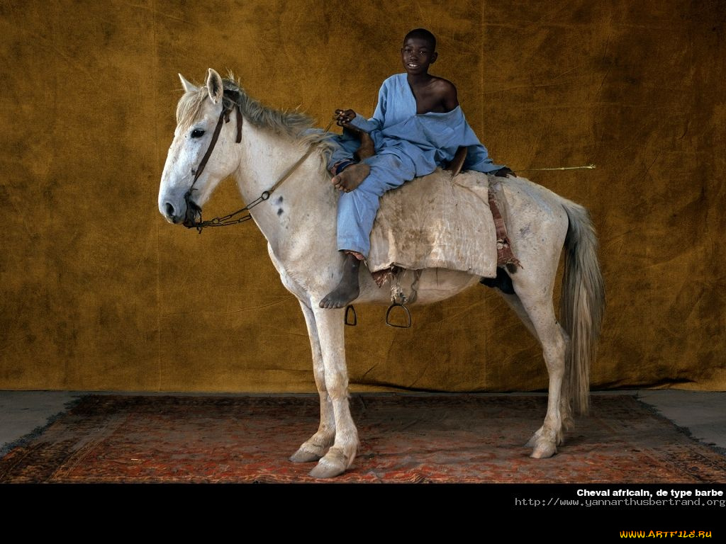 животные, лошади