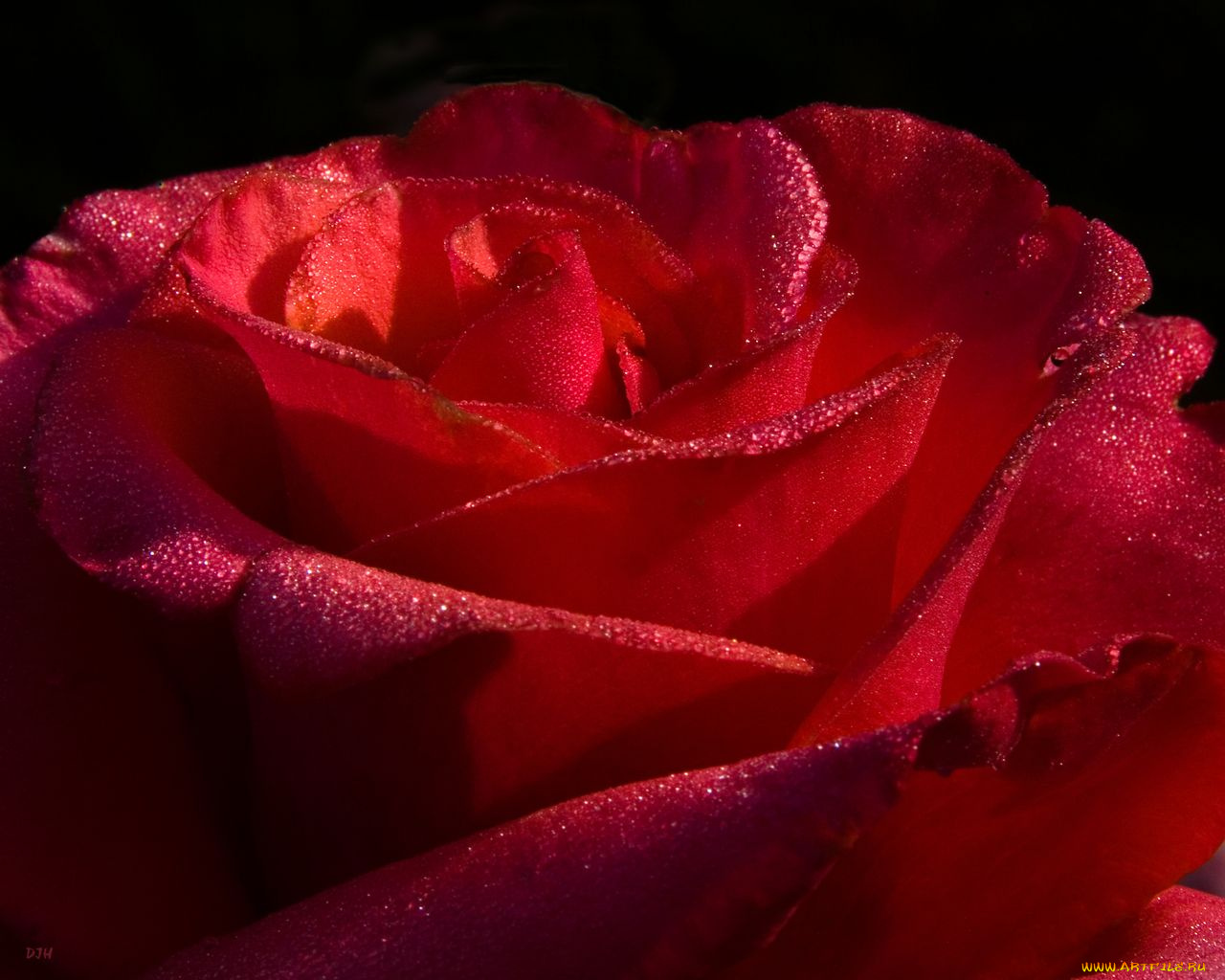 цветы, розы