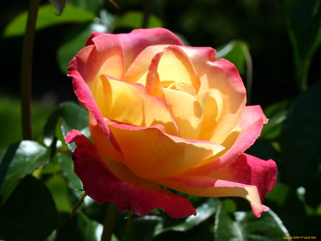 цветы, розы