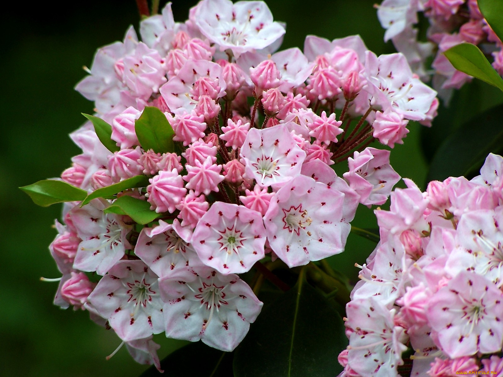 цветы, цветущие, деревья, кустарники