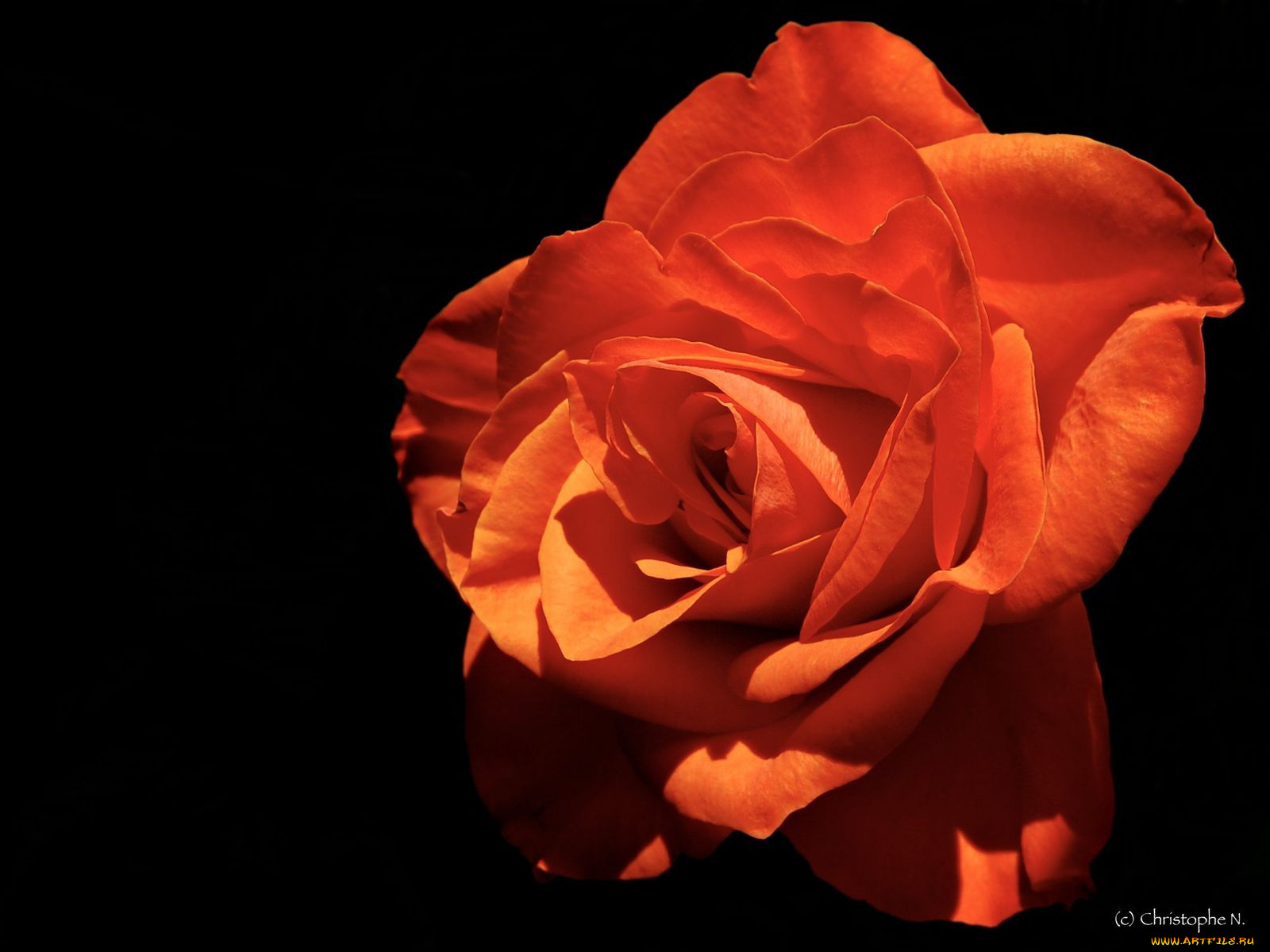 цветы, розы