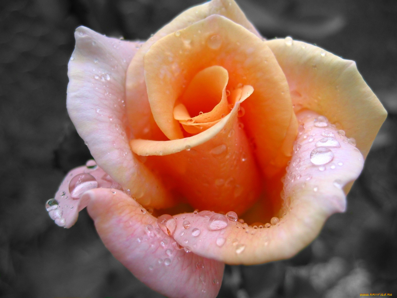 цветы, розы