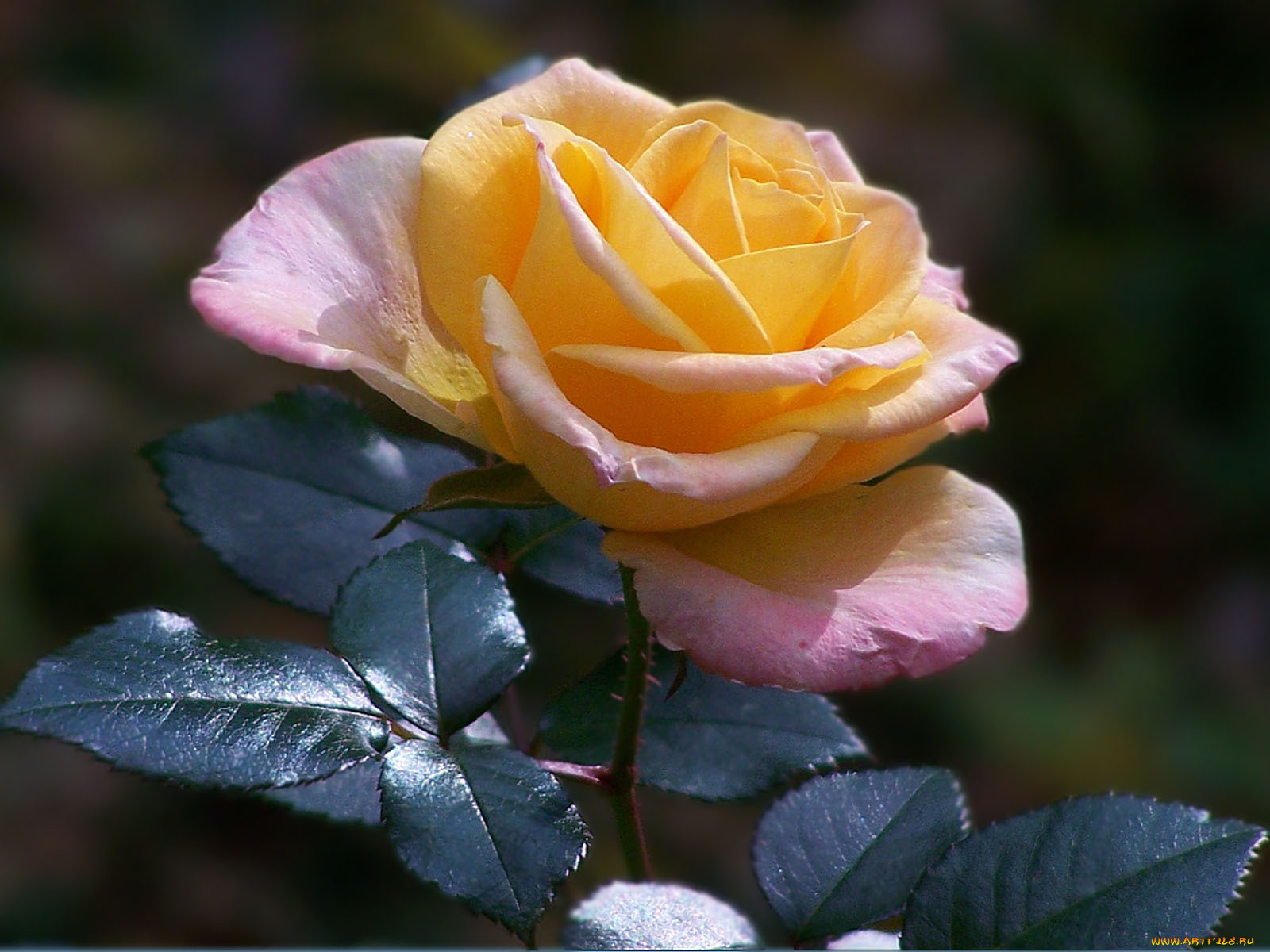 цветы, розы