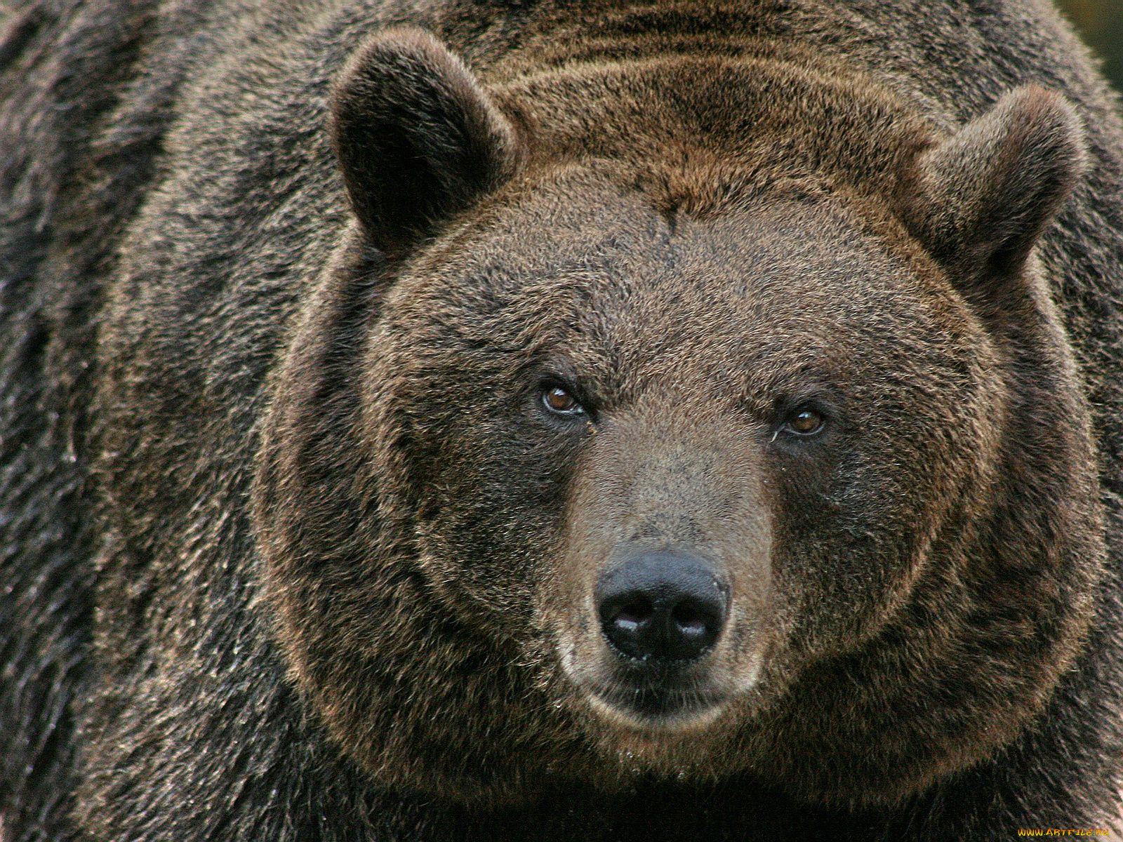 животные, медведи