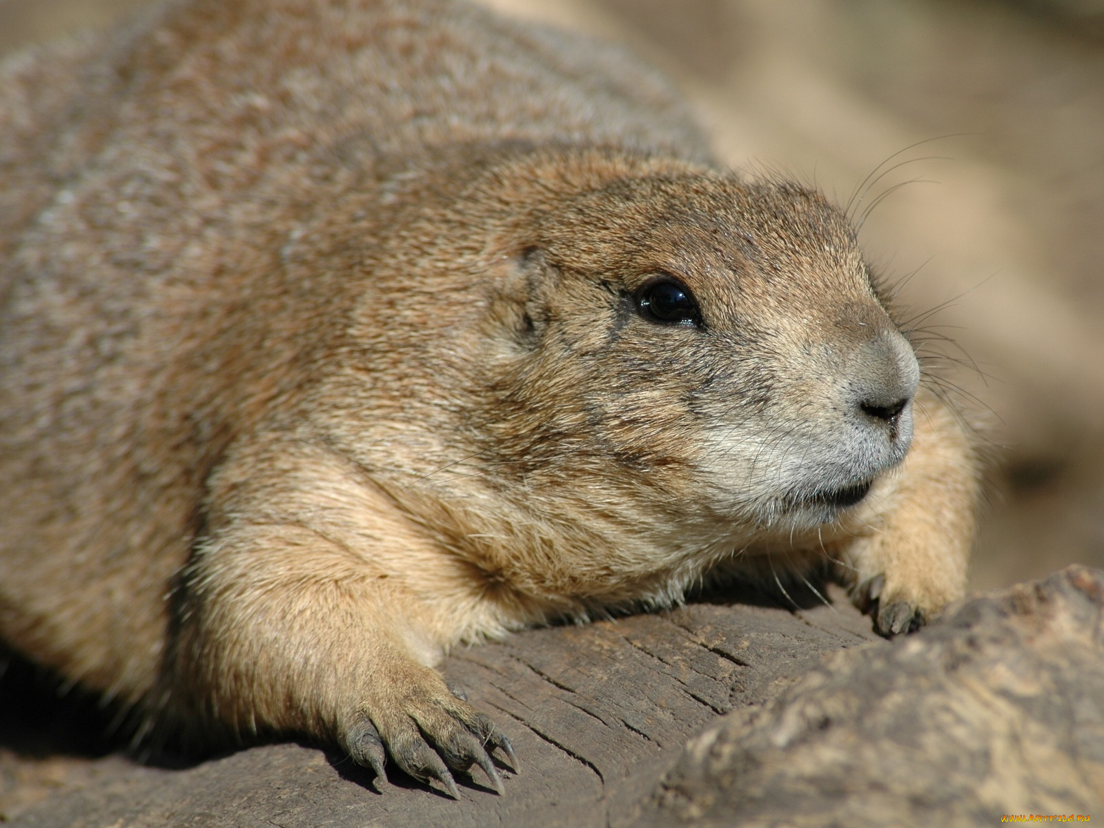 животные, суслики, сурки