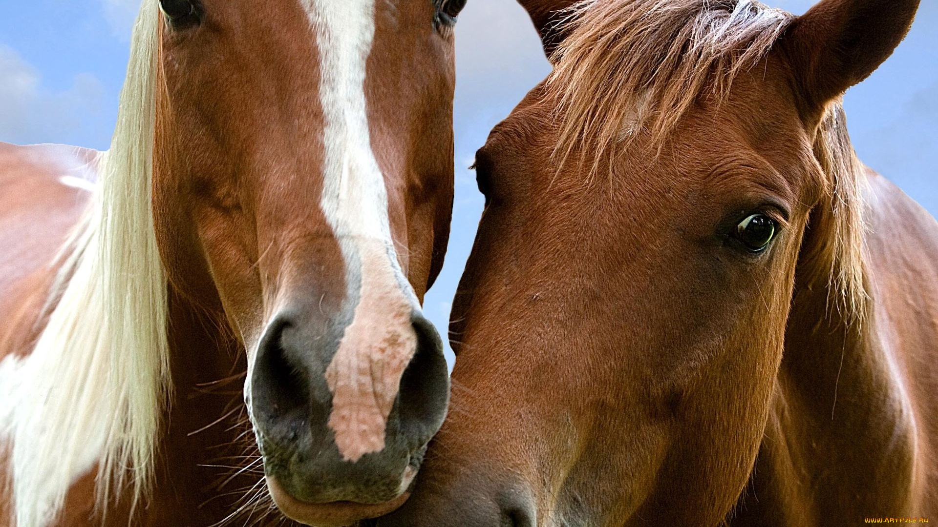 животные, лошади