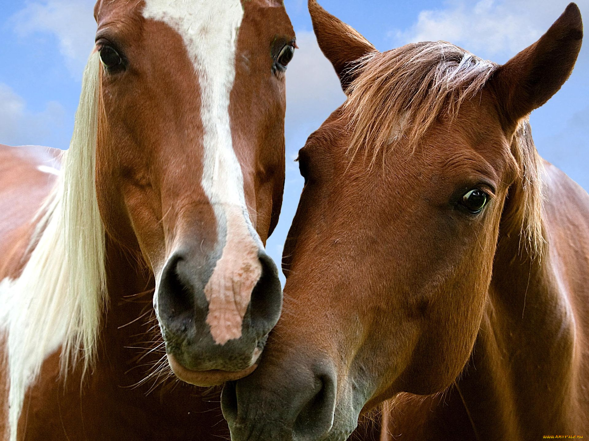 животные, лошади