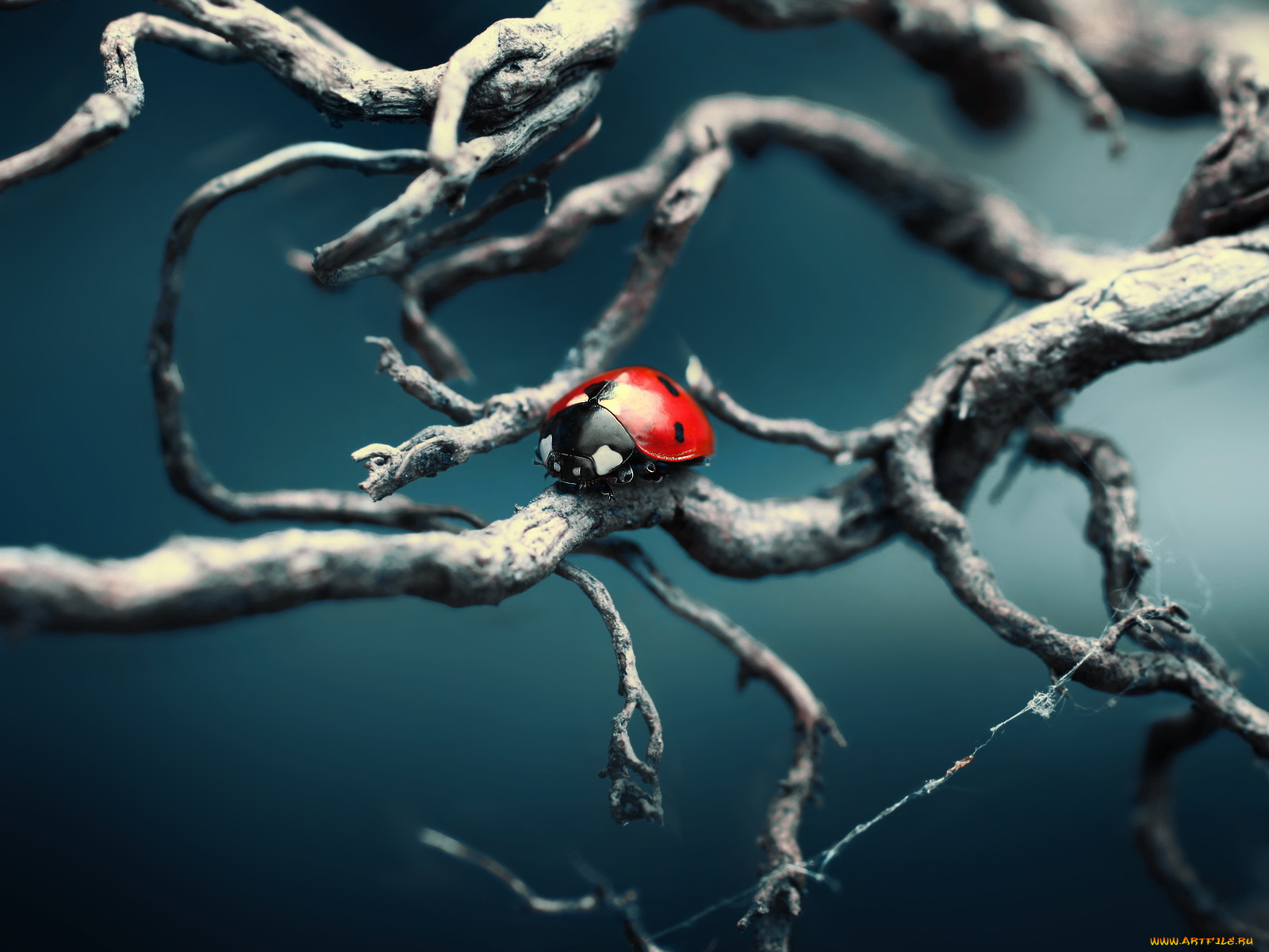 животные, божьи, коровки