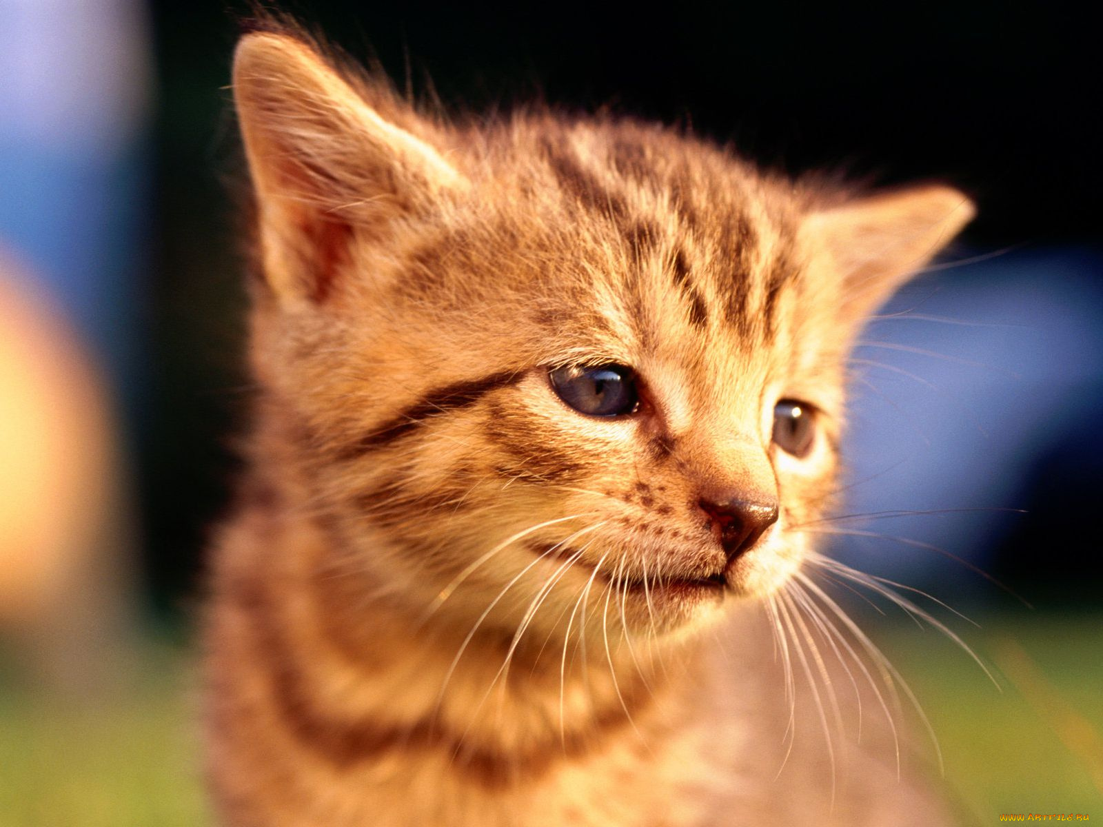 животные, коты