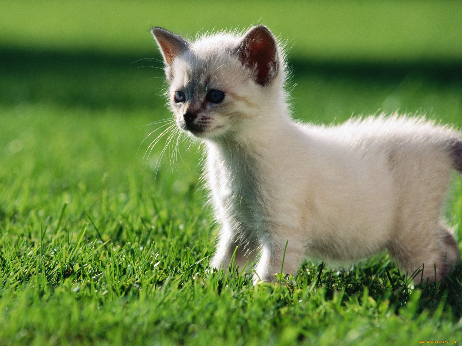 животные, коты