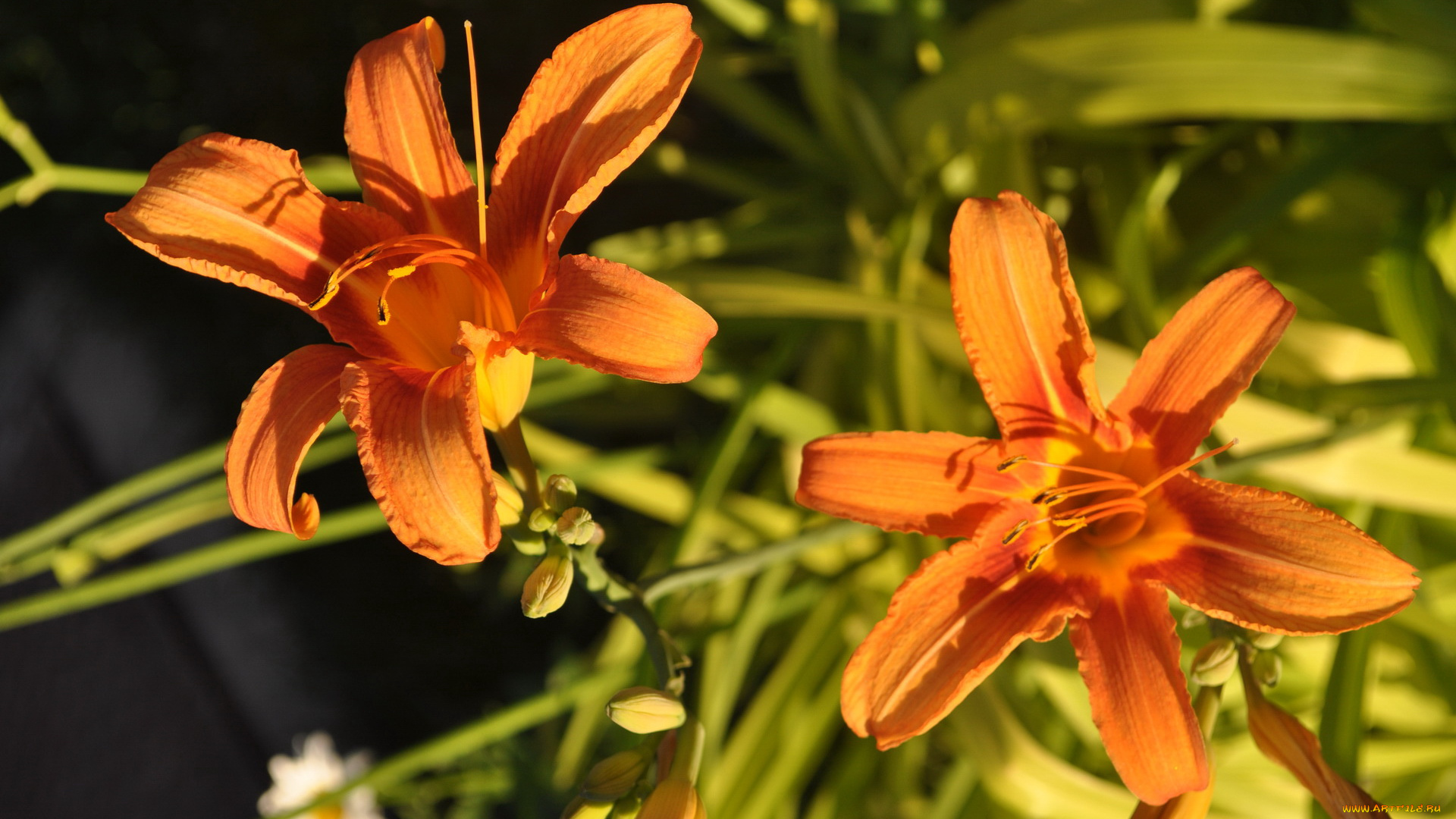цветы, лилии, лилейники
