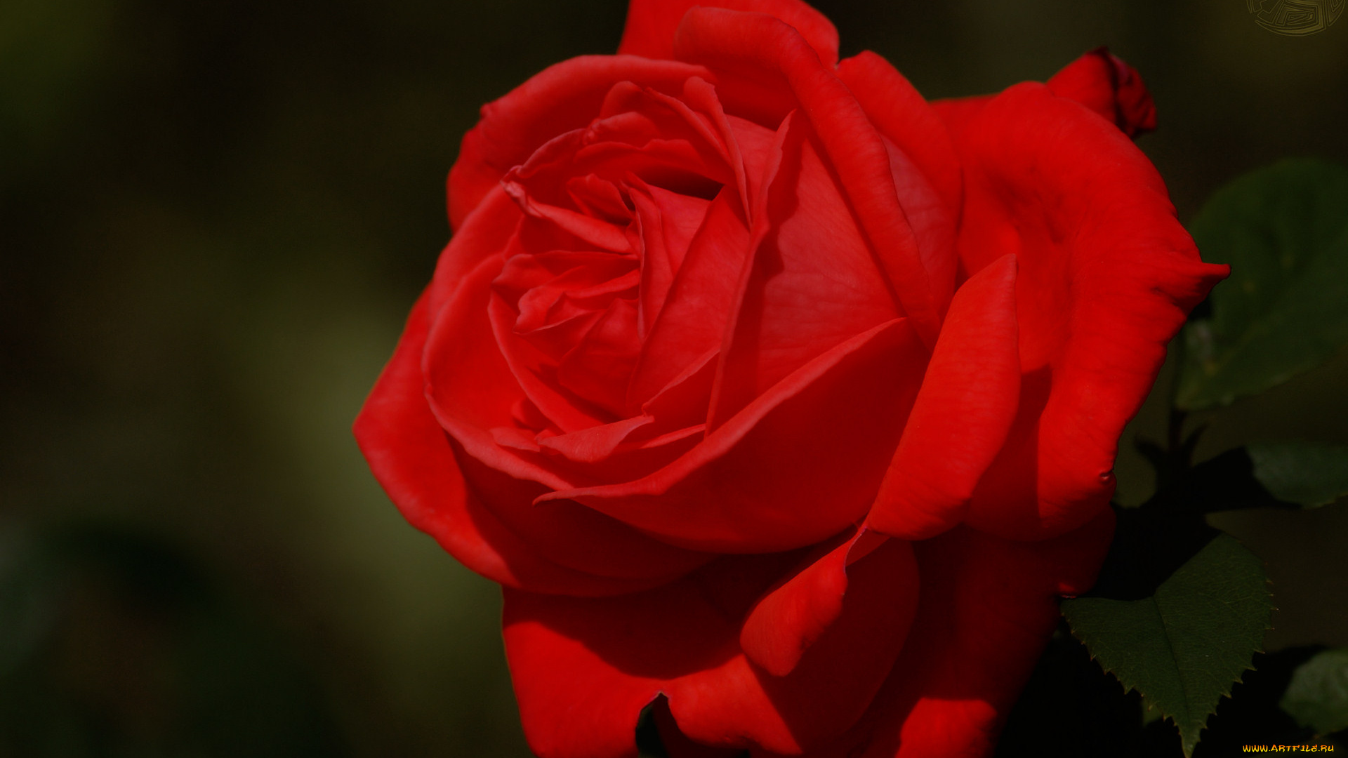 цветы, розы