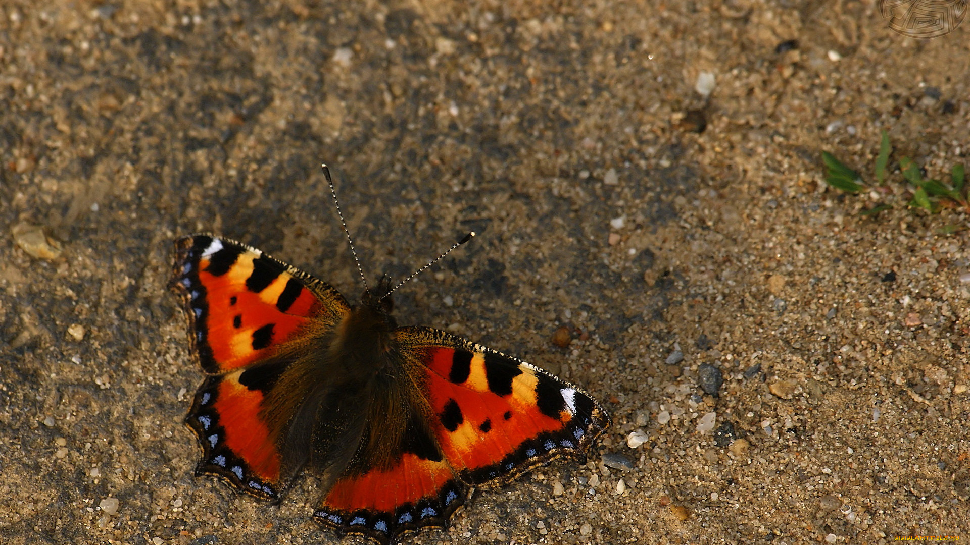 животные, бабочки