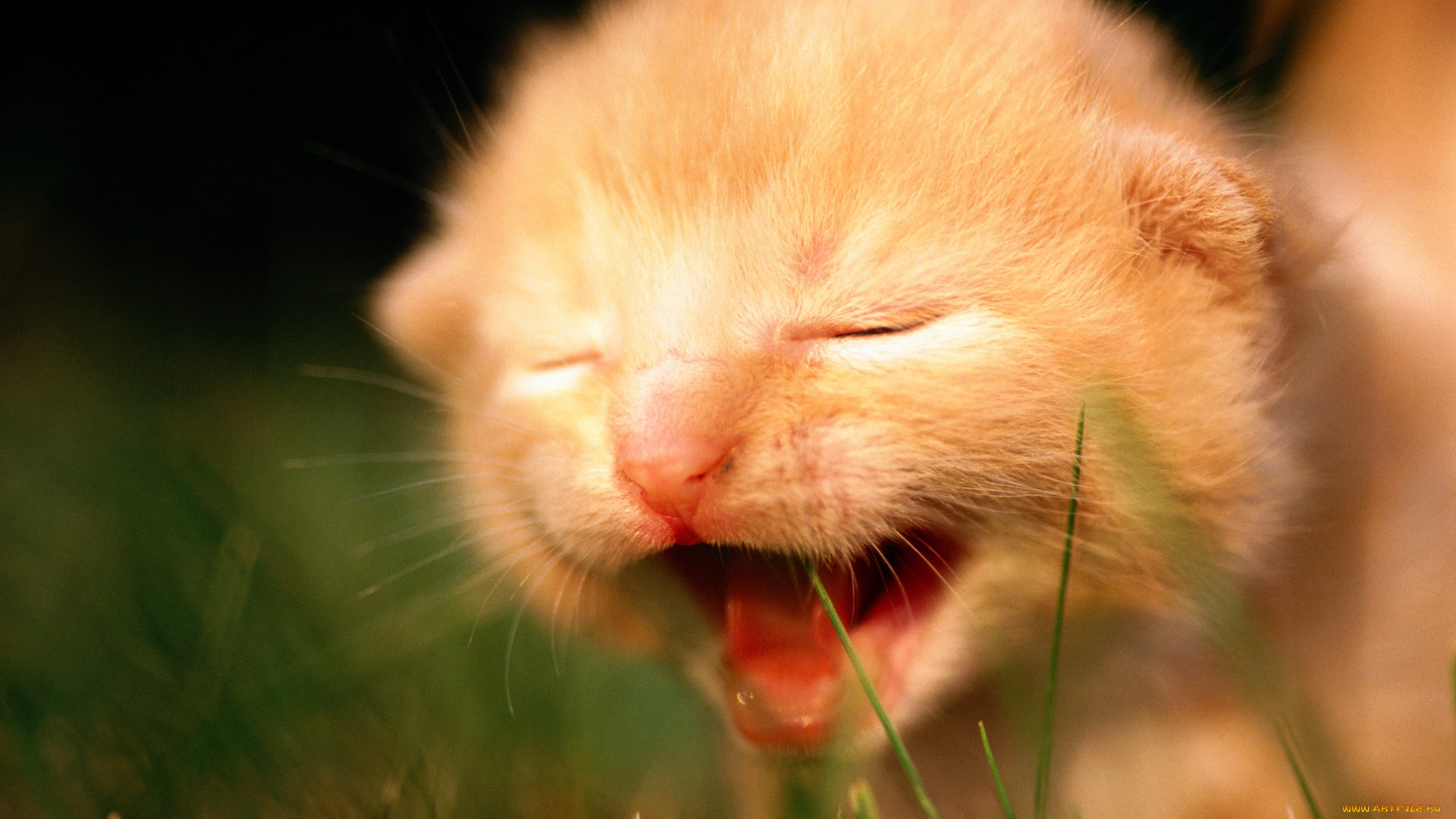 животные, коты