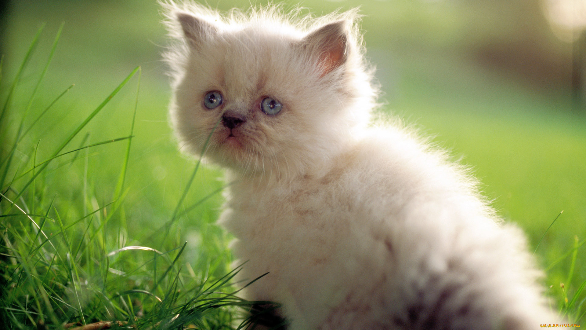 животные, коты