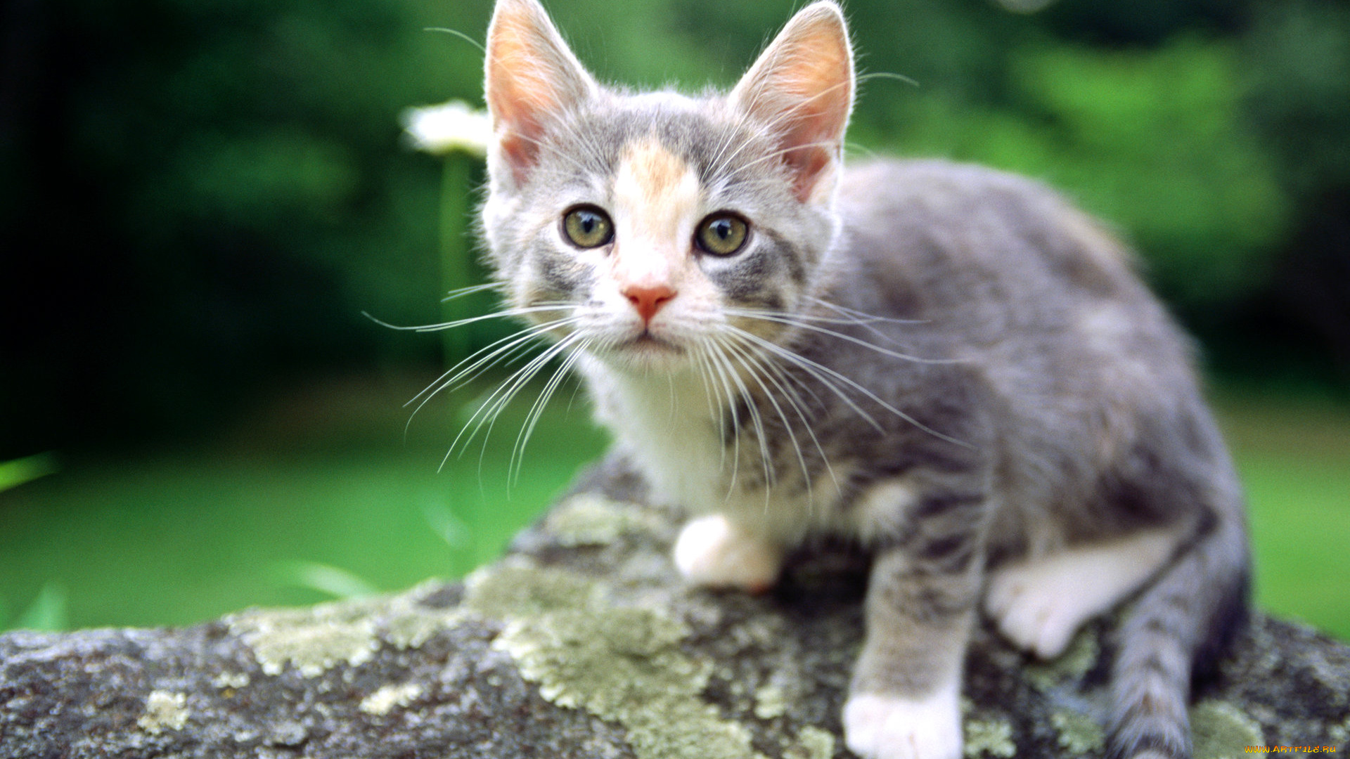 животные, коты