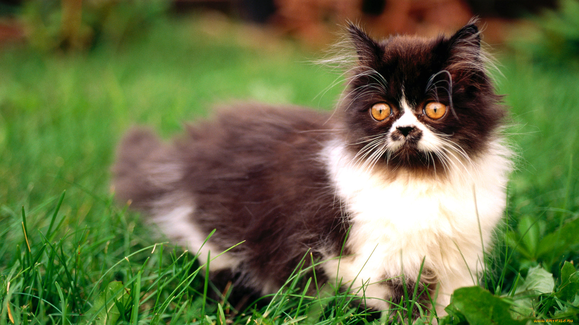 животные, коты