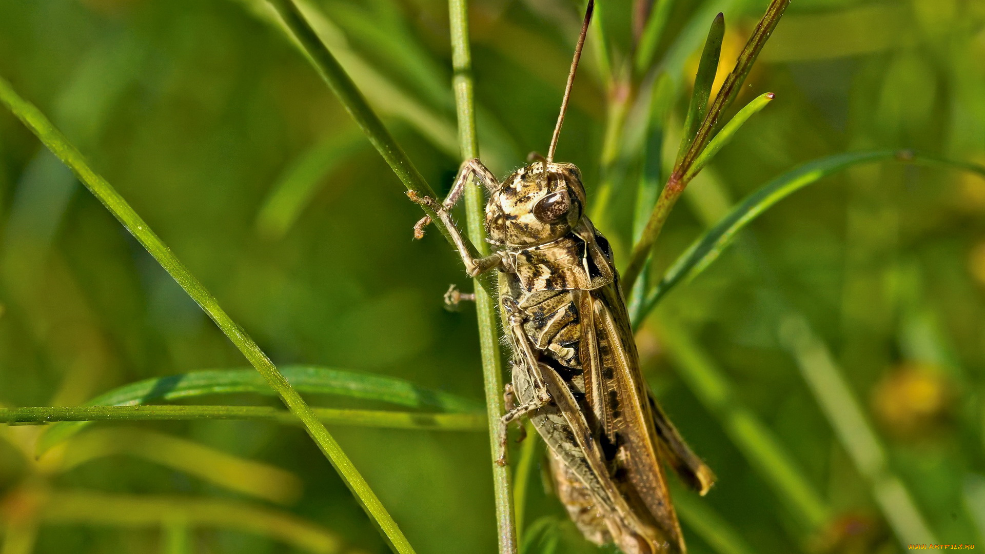 животные, кузнечики, саранча