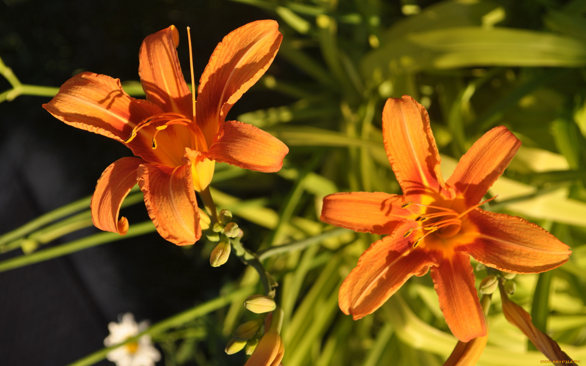 цветы, лилии, лилейники