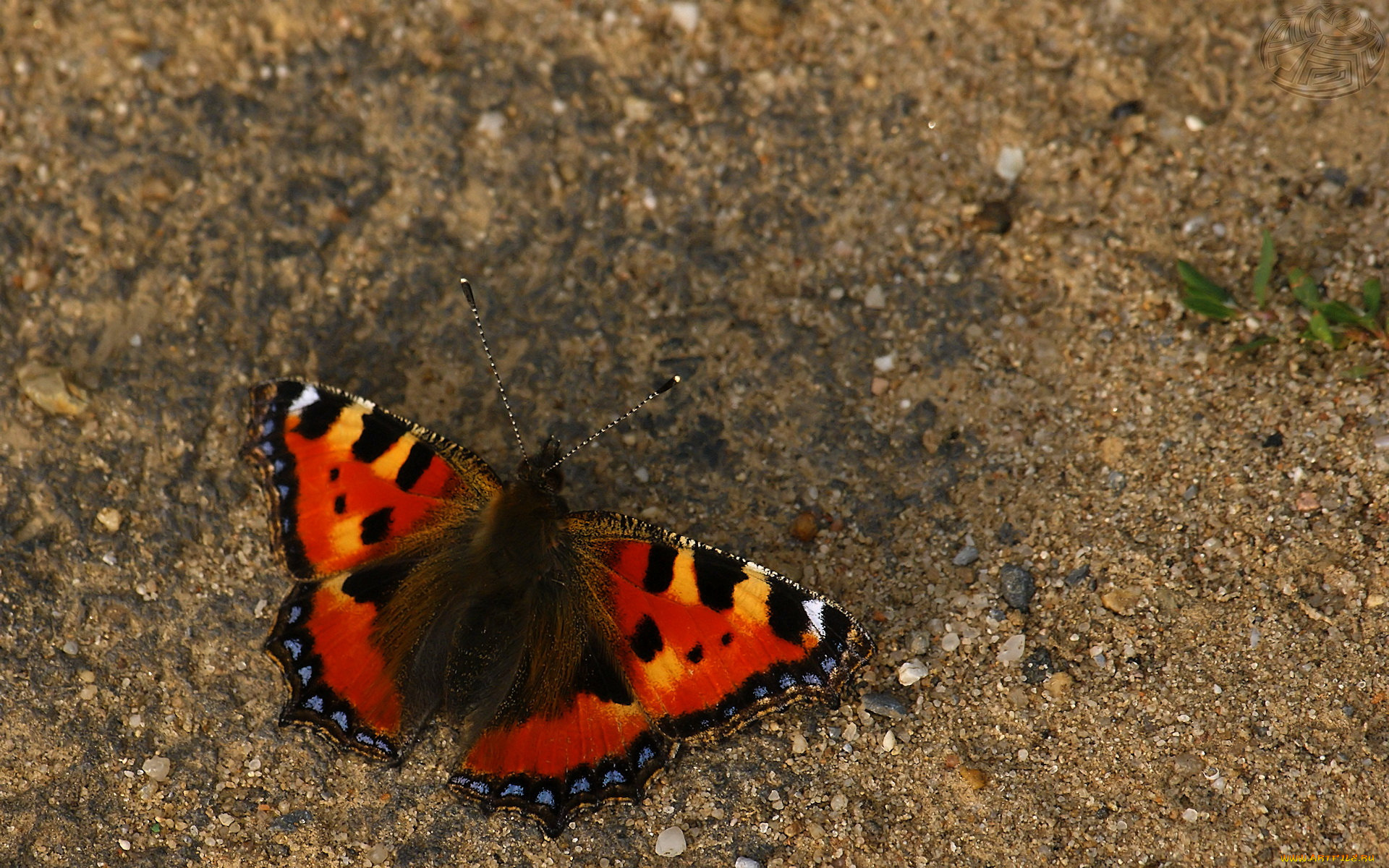 животные, бабочки