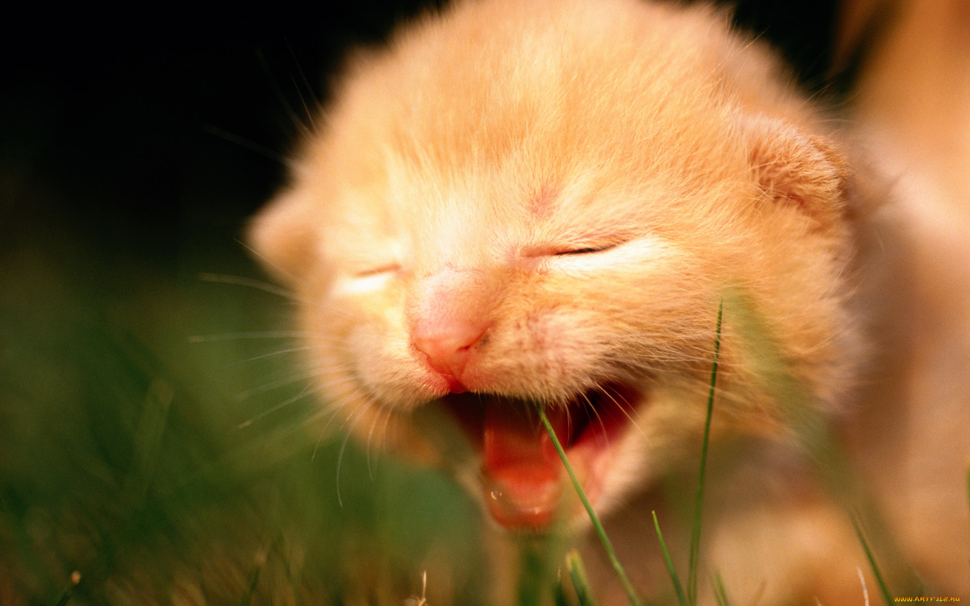 животные, коты