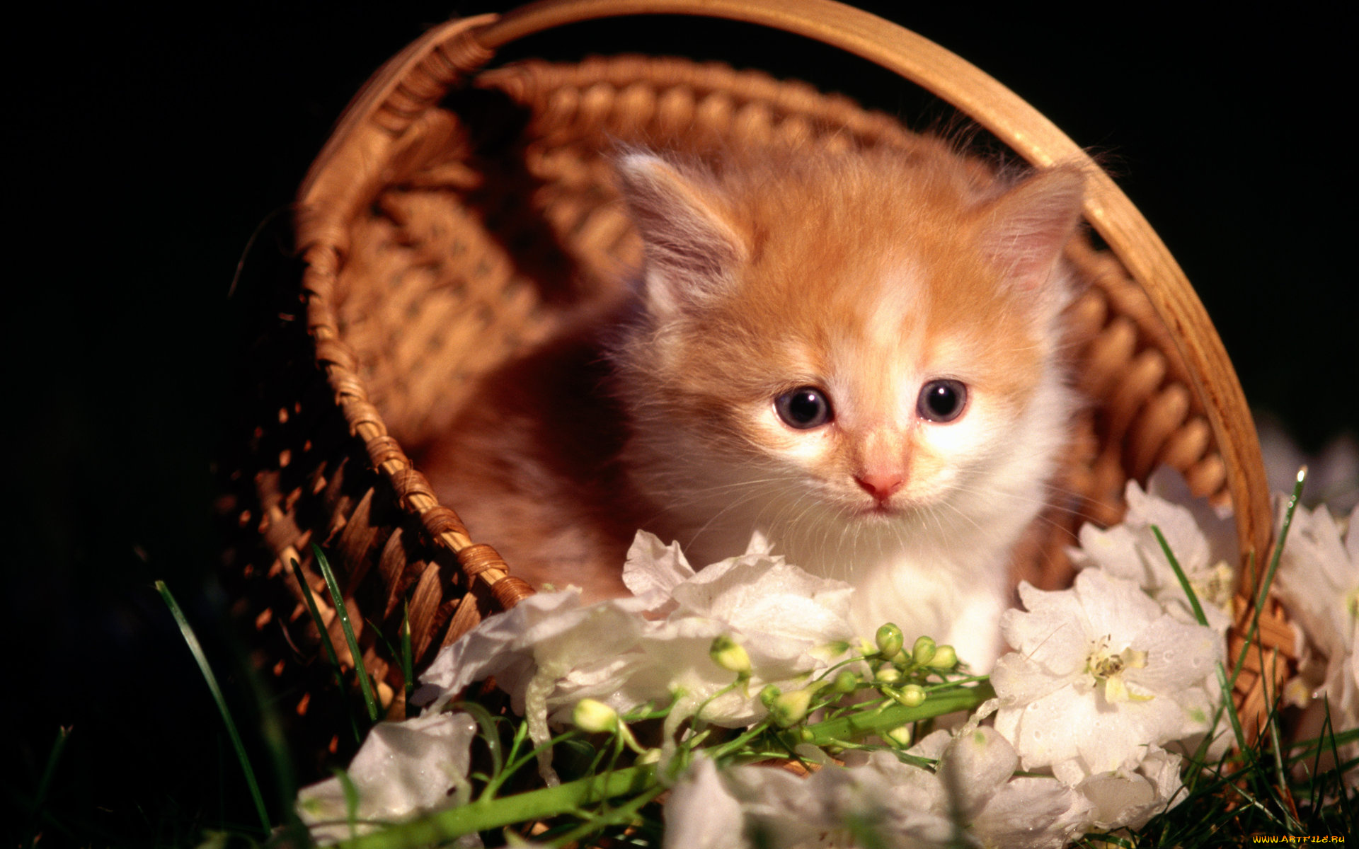 животные, коты