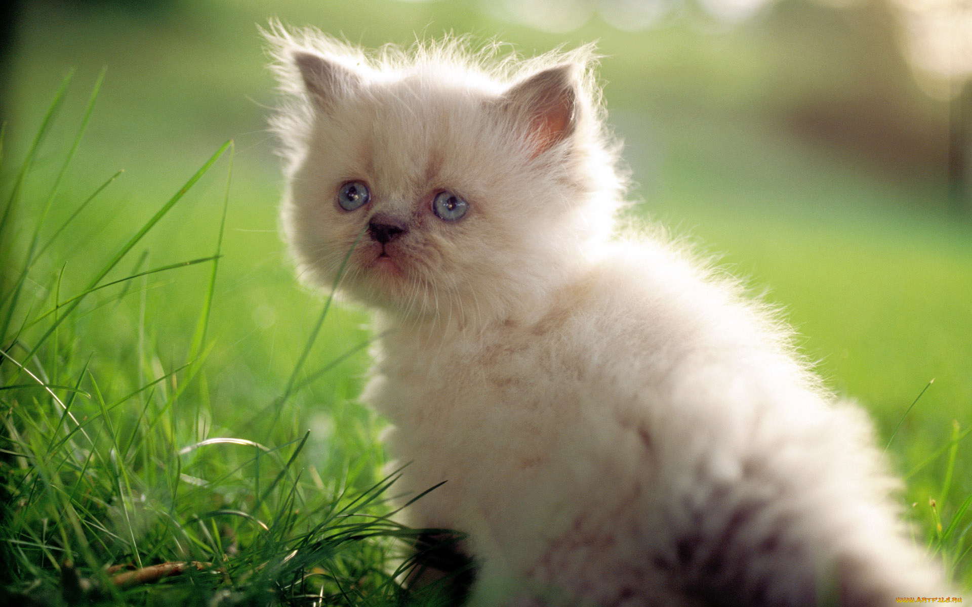 животные, коты