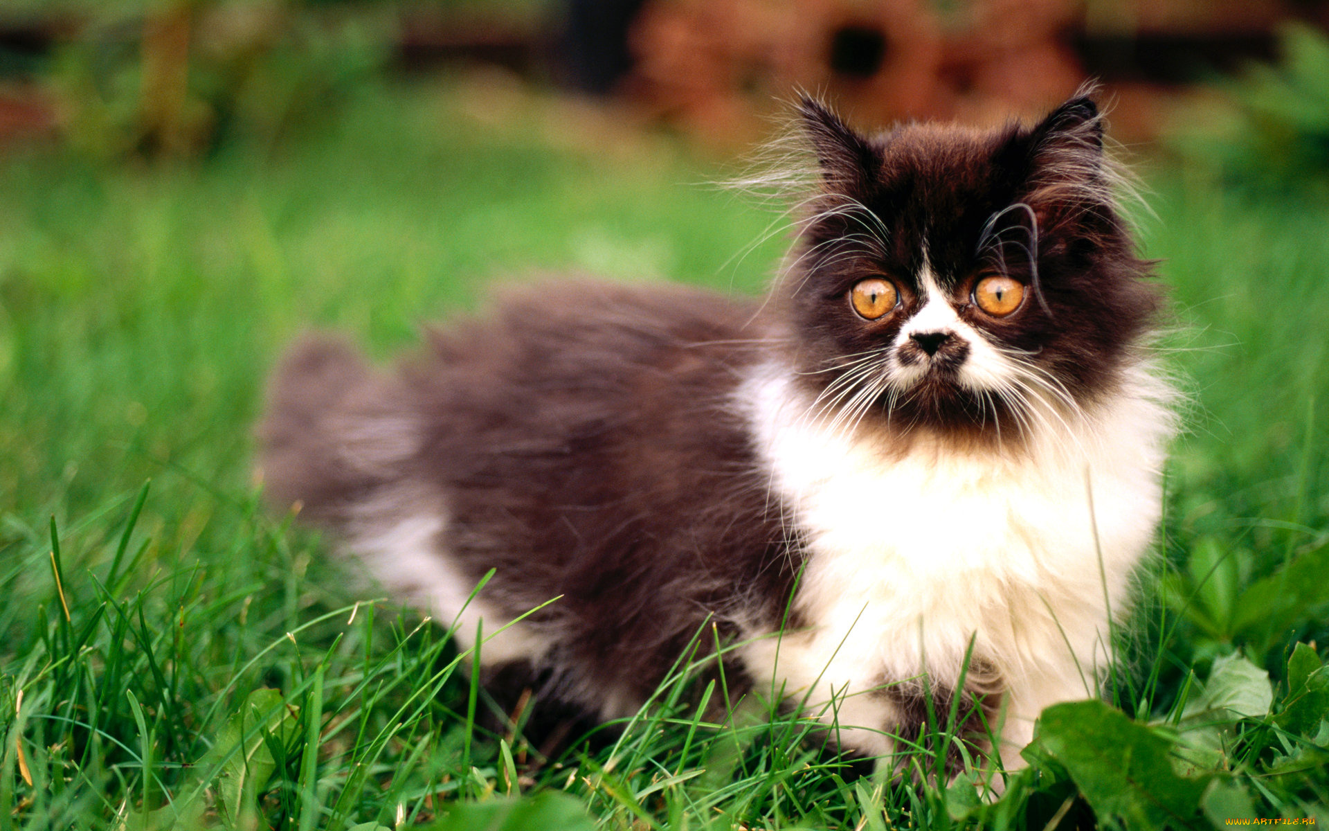 животные, коты