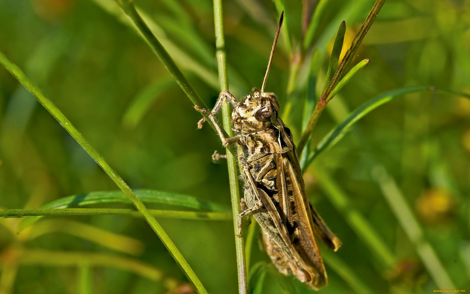 животные, кузнечики, саранча