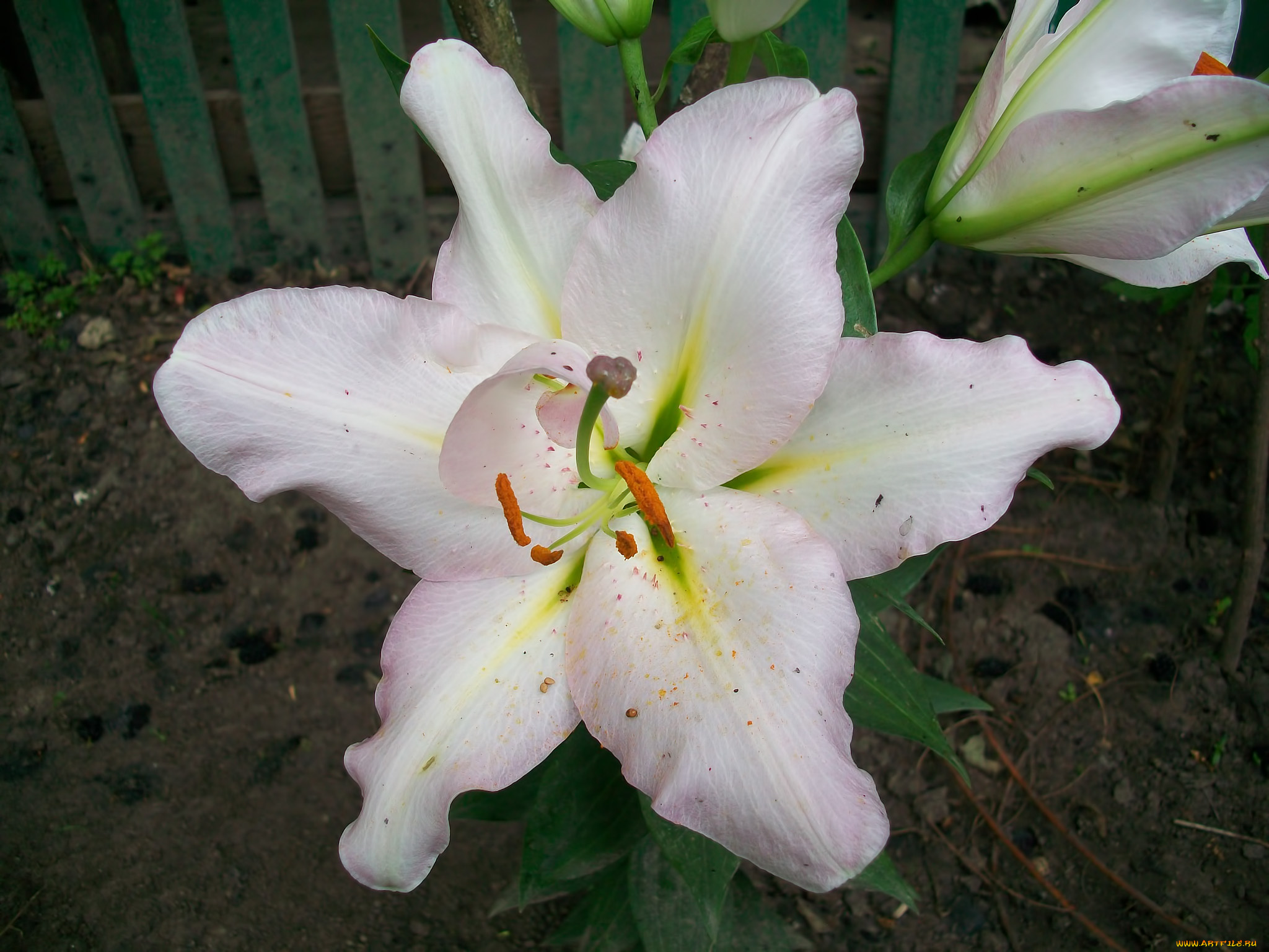 цветы, лилии, лилейники