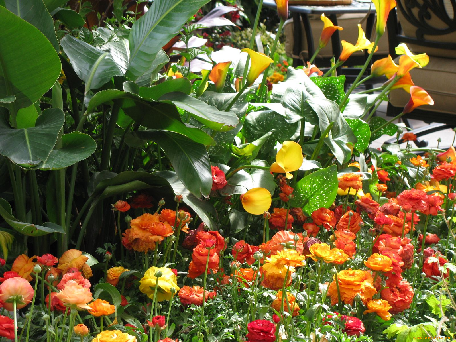 цветы, разные, вместе, купальница, огонек, каллы