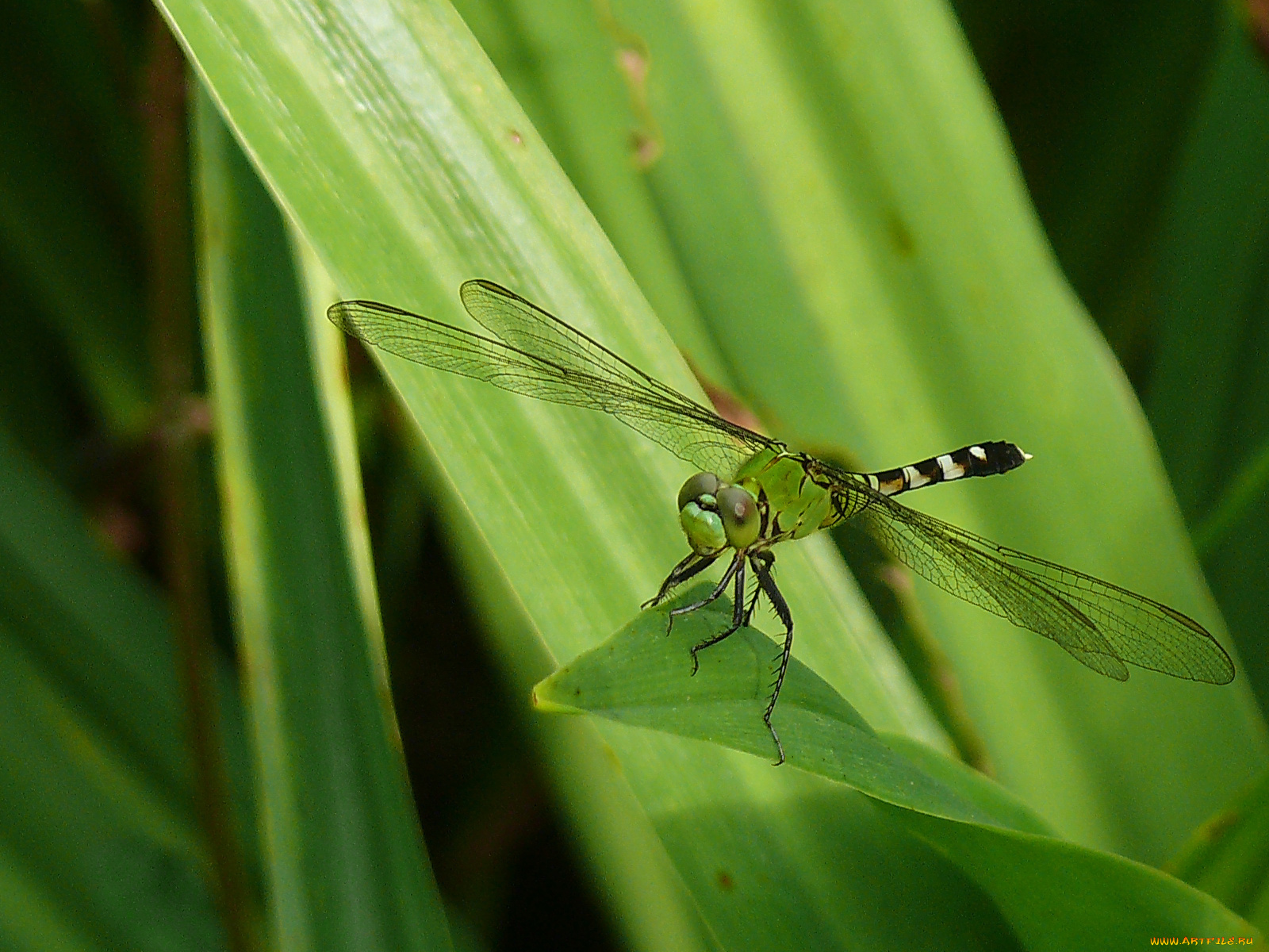 животные, стрекозы