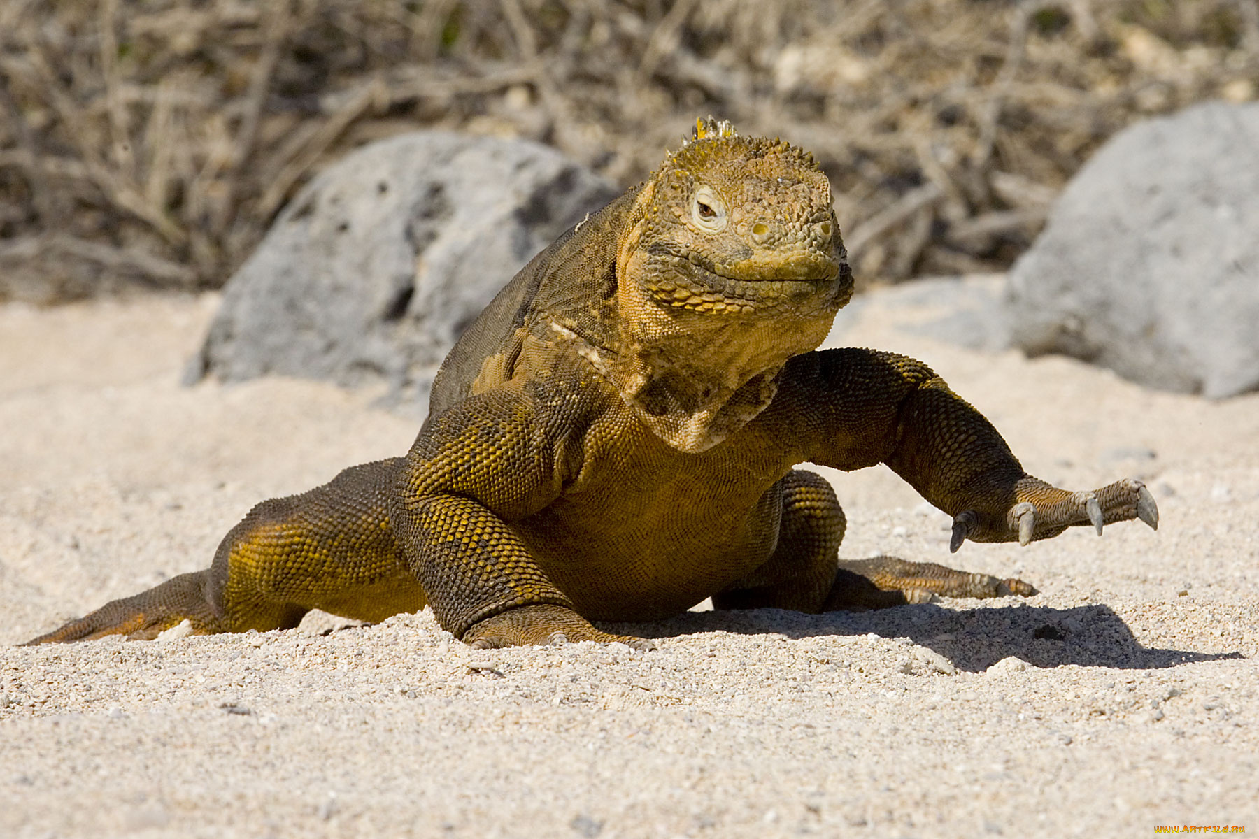 галапагосская, игуана, животные, Ящерицы, игуаны, вараны, песок, зверь, камни
