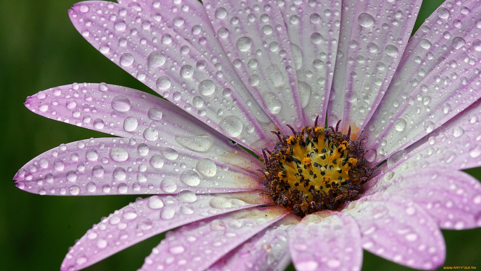 цветы, диморфотеки, розовый, капли