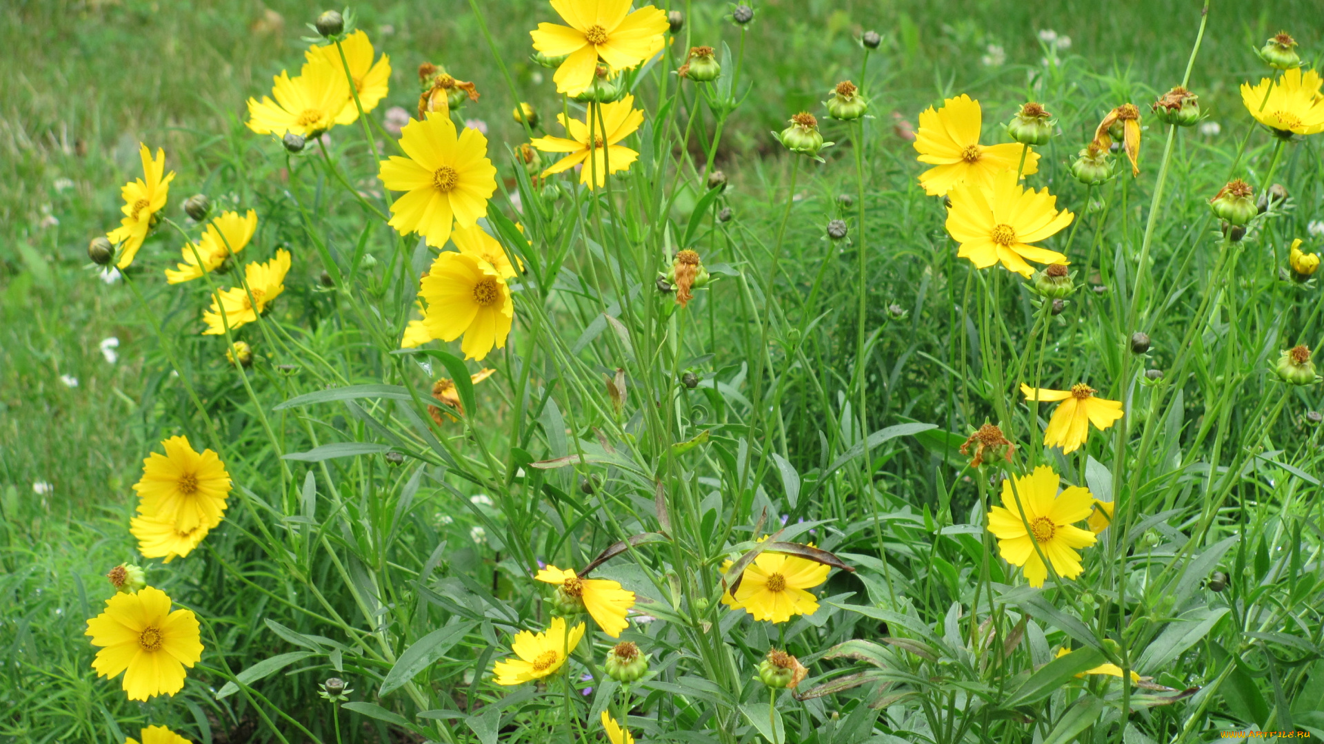 цветы, космея, желтые, зеленая, трава