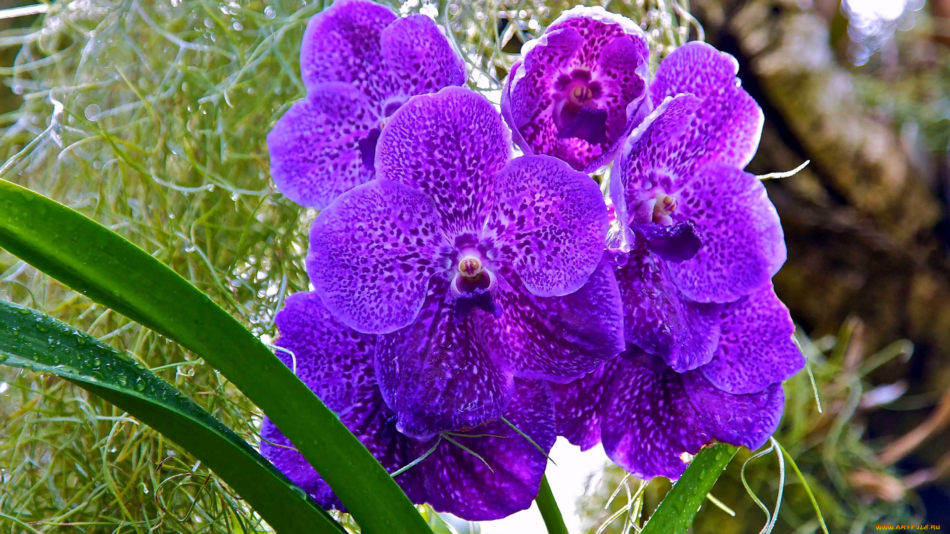 цветы, орхидеи, фиолетовый