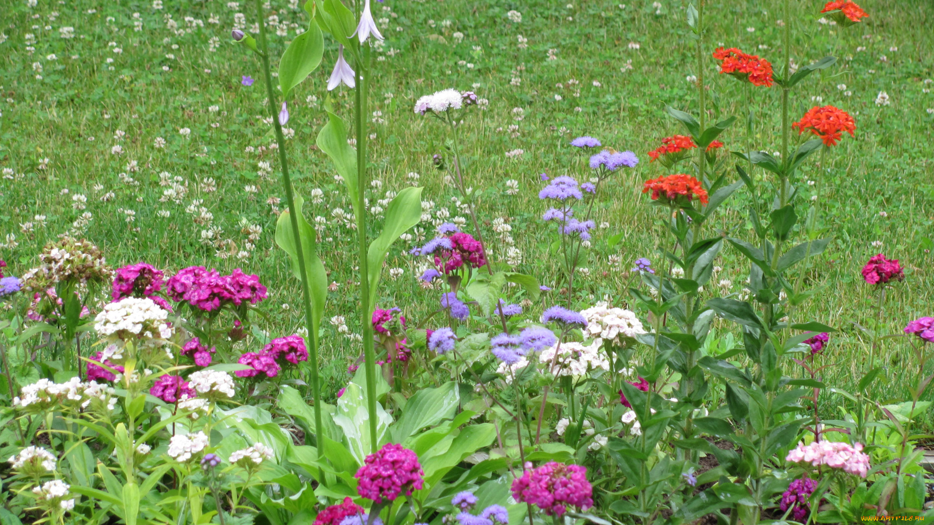 цветы, разные, вместе, зелень, розовые, сиреневые, красные