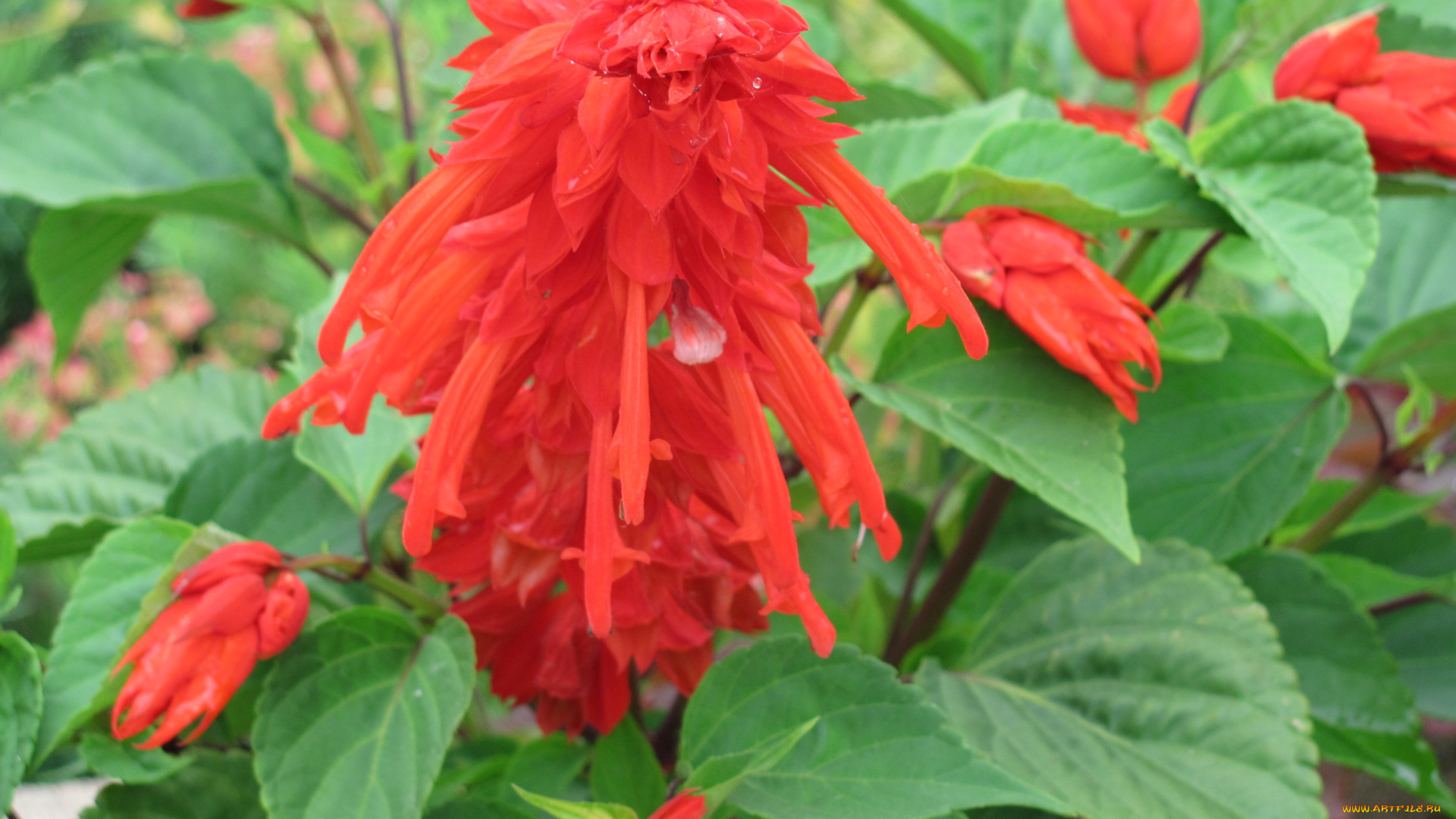 сальвия, цветы, красный, цветок