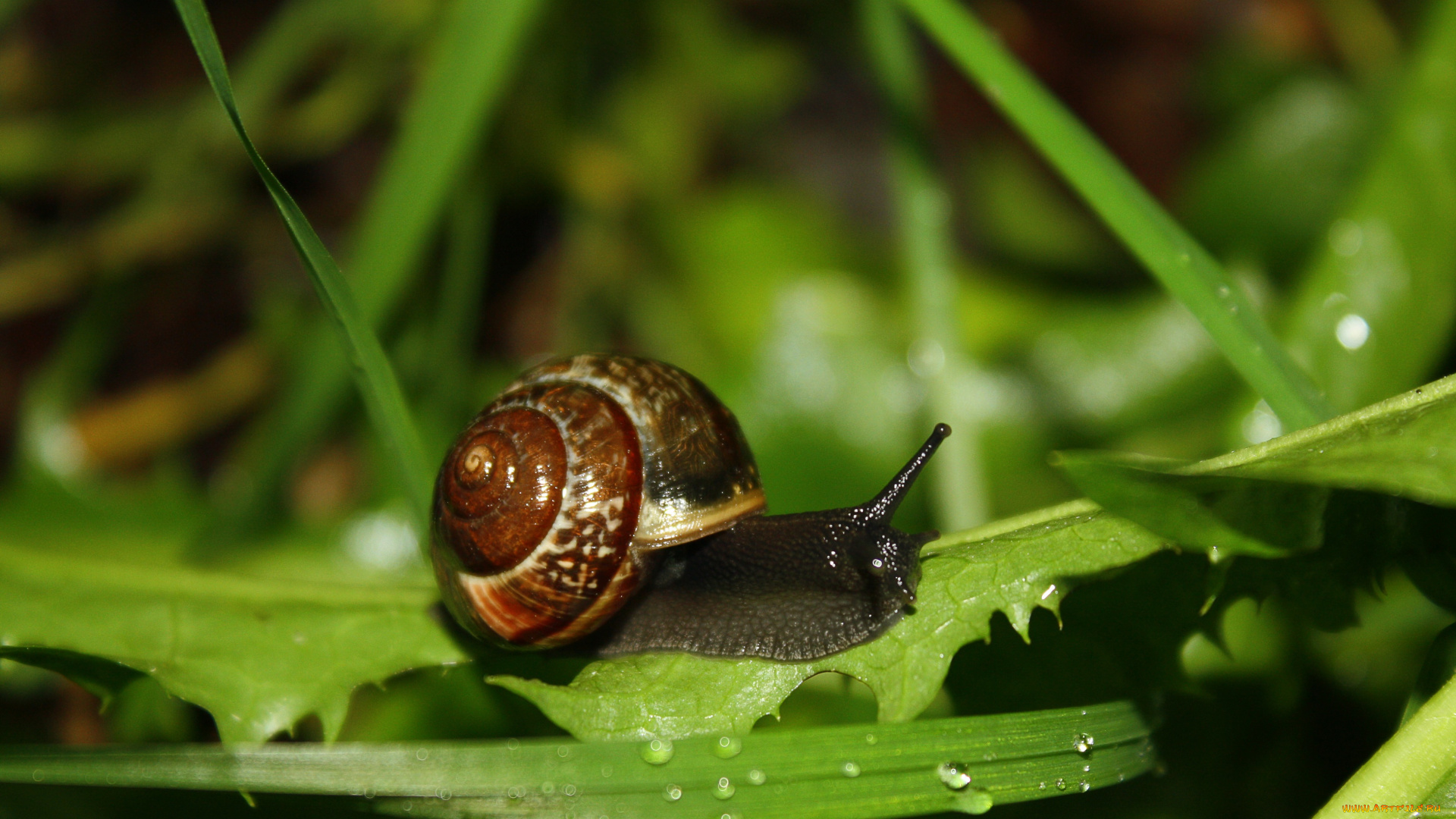 животные, улитки