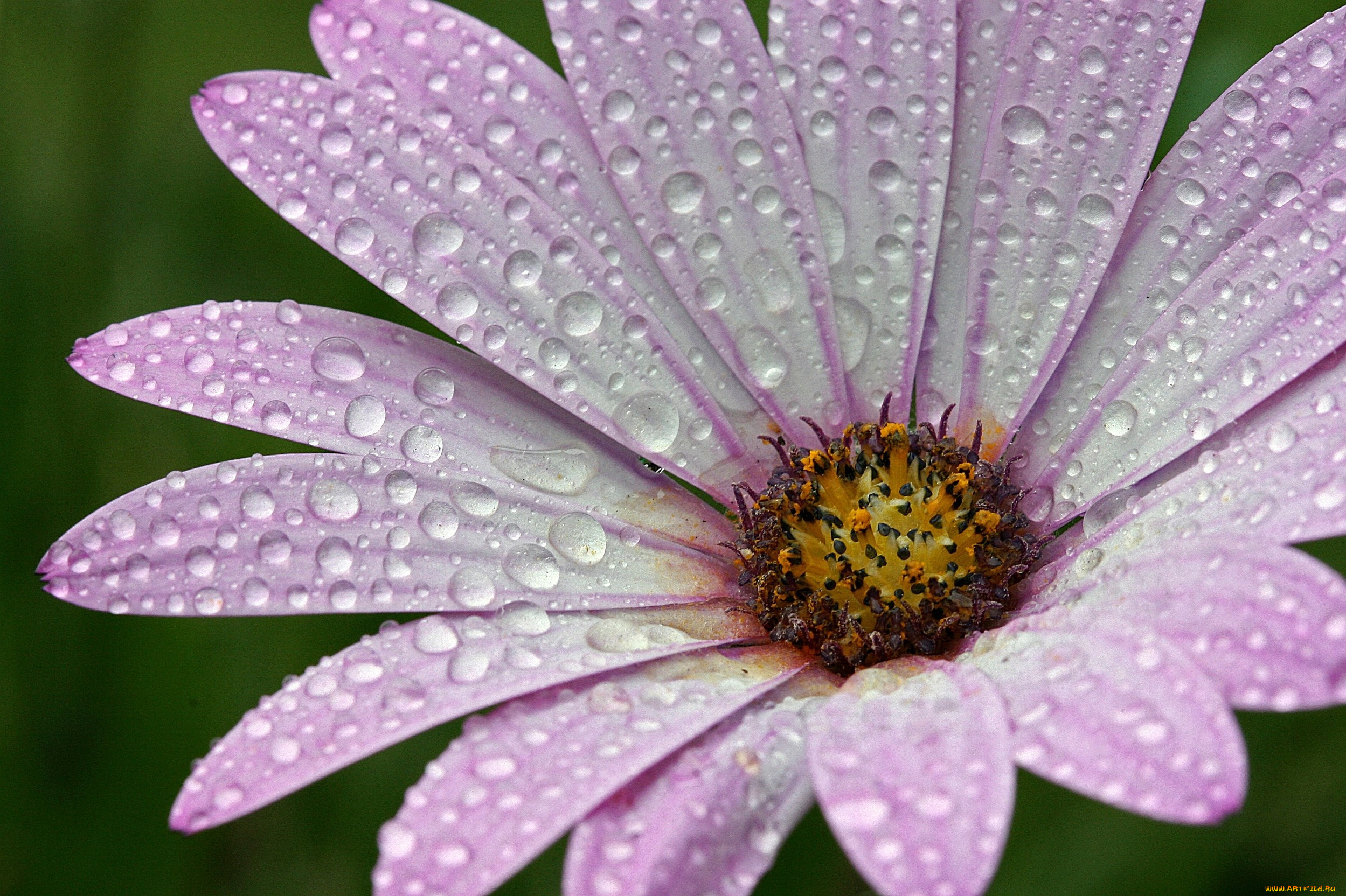 цветы, диморфотеки, розовый, капли