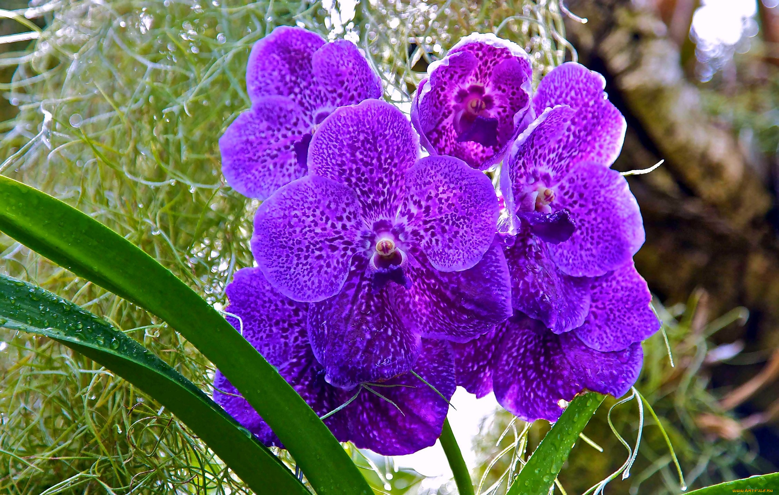 цветы, орхидеи, фиолетовый