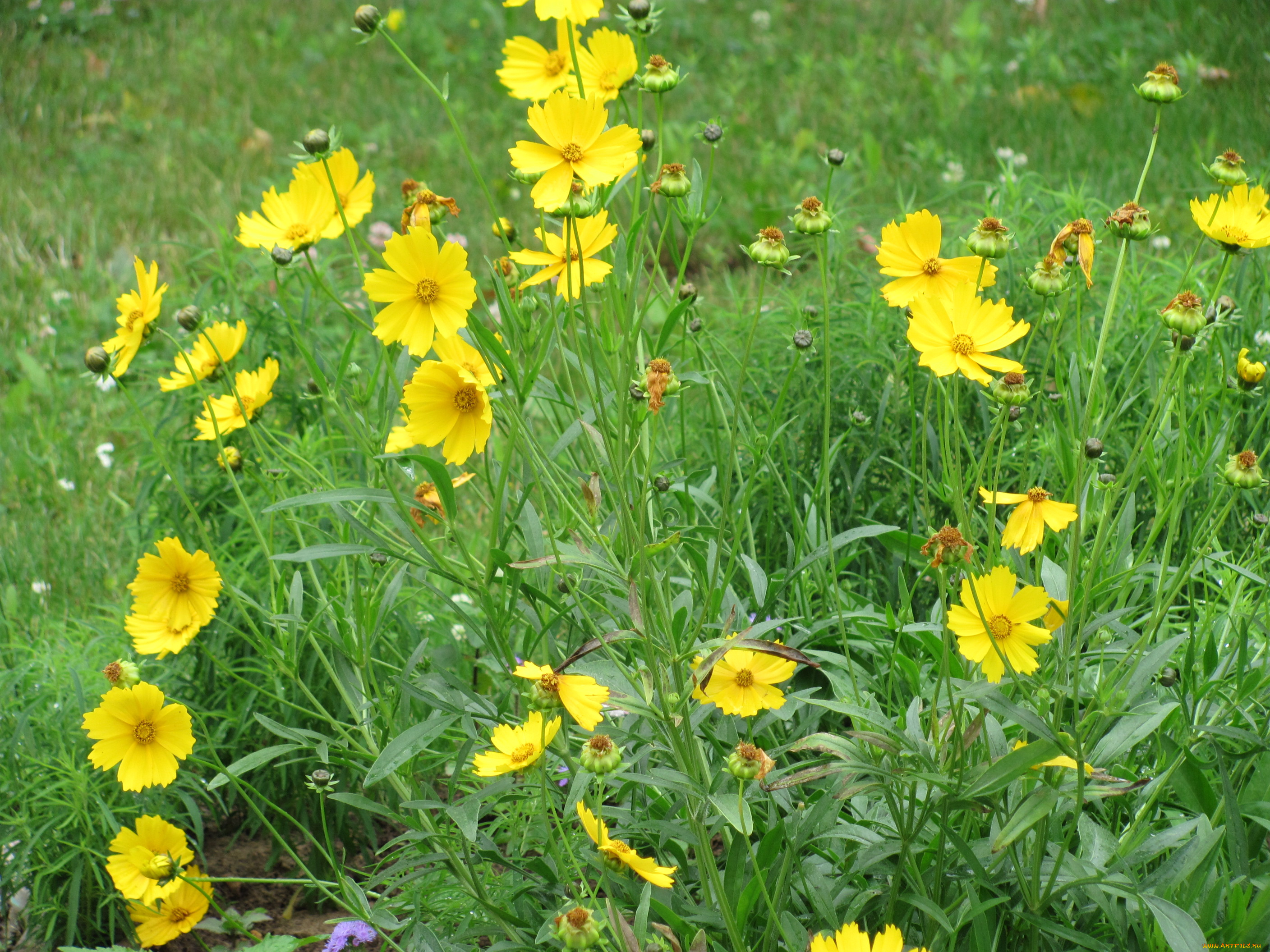 цветы, космея, желтые, зеленая, трава
